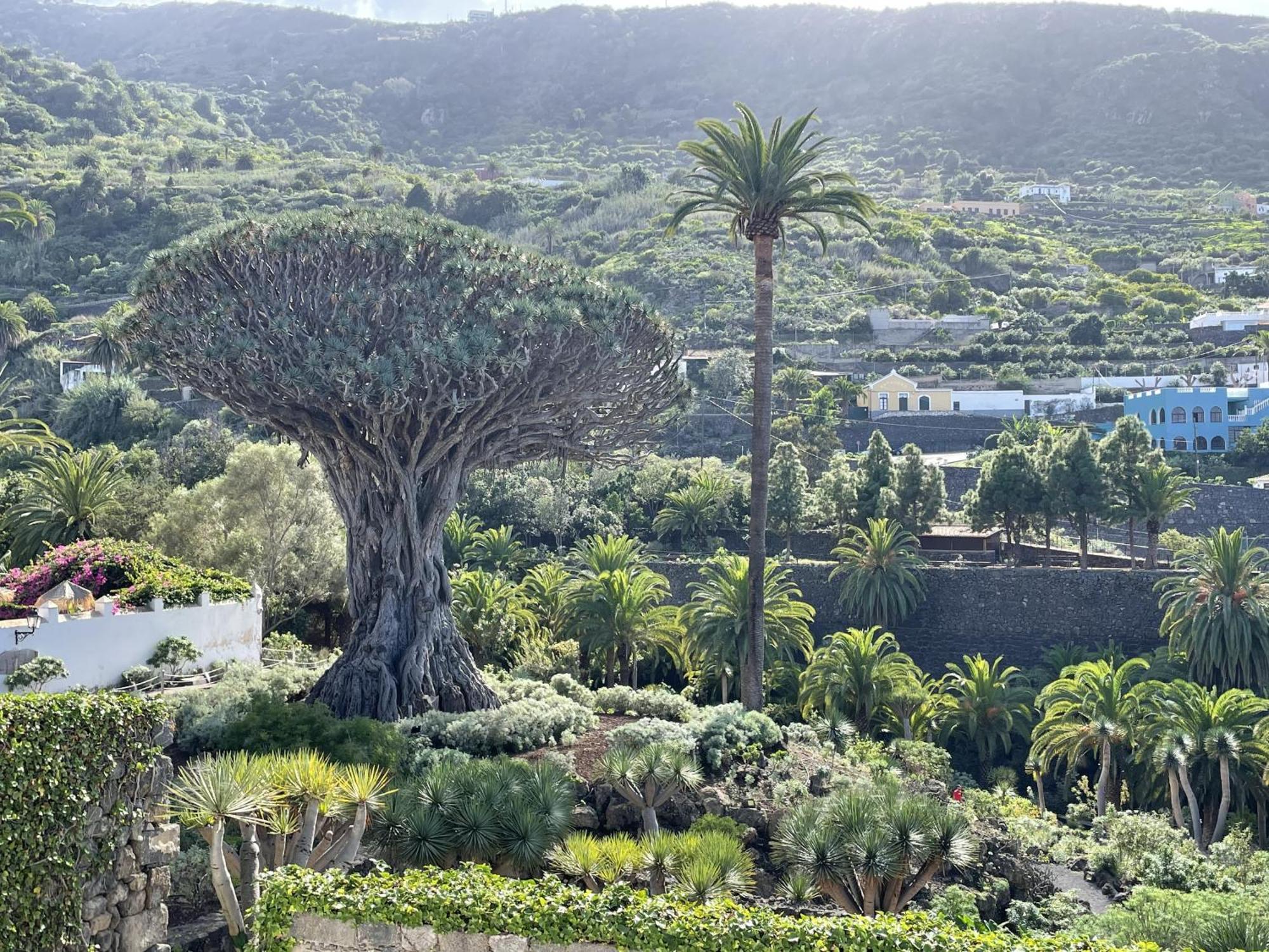 Rooftop View Escape - 1 Minute To Center And Fast Wi-Fi - Special Low Season Price For May And June Icod De Los Vinos Extérieur photo